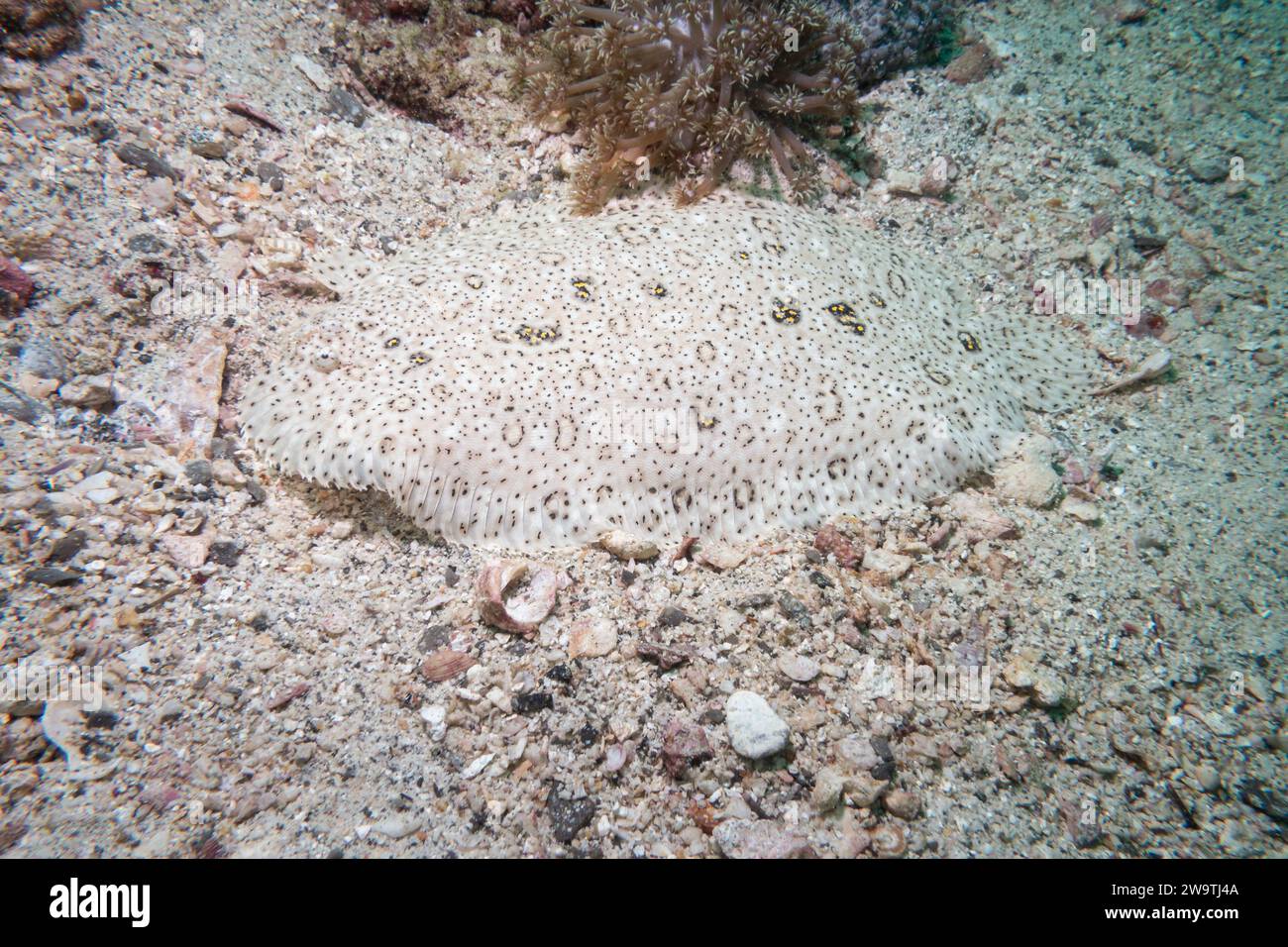 Moses Sole flat fish hiding in the sandy bottom, Musandam, Oman Stock Photo