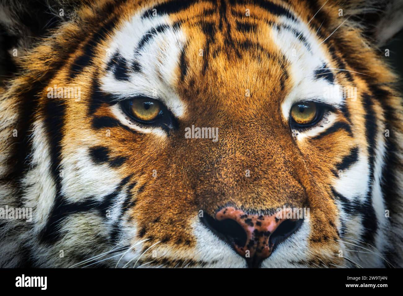 Amur Tiger (Siberian Tiger) Stock Photo