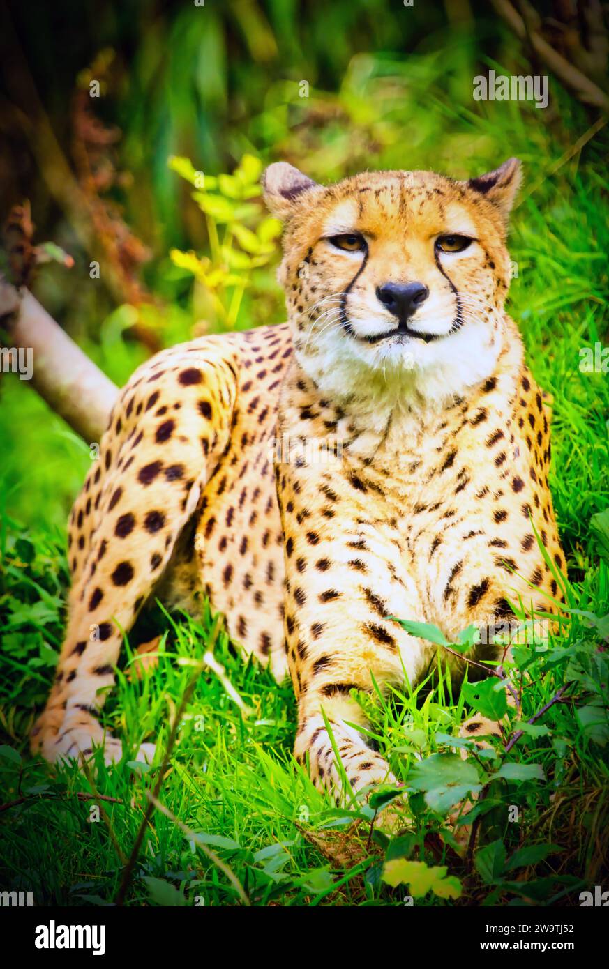 Northeast Cheetah Stock Photo