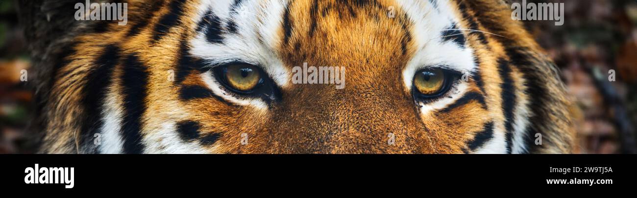 Amur Tiger (Siberian Tiger) Stock Photo