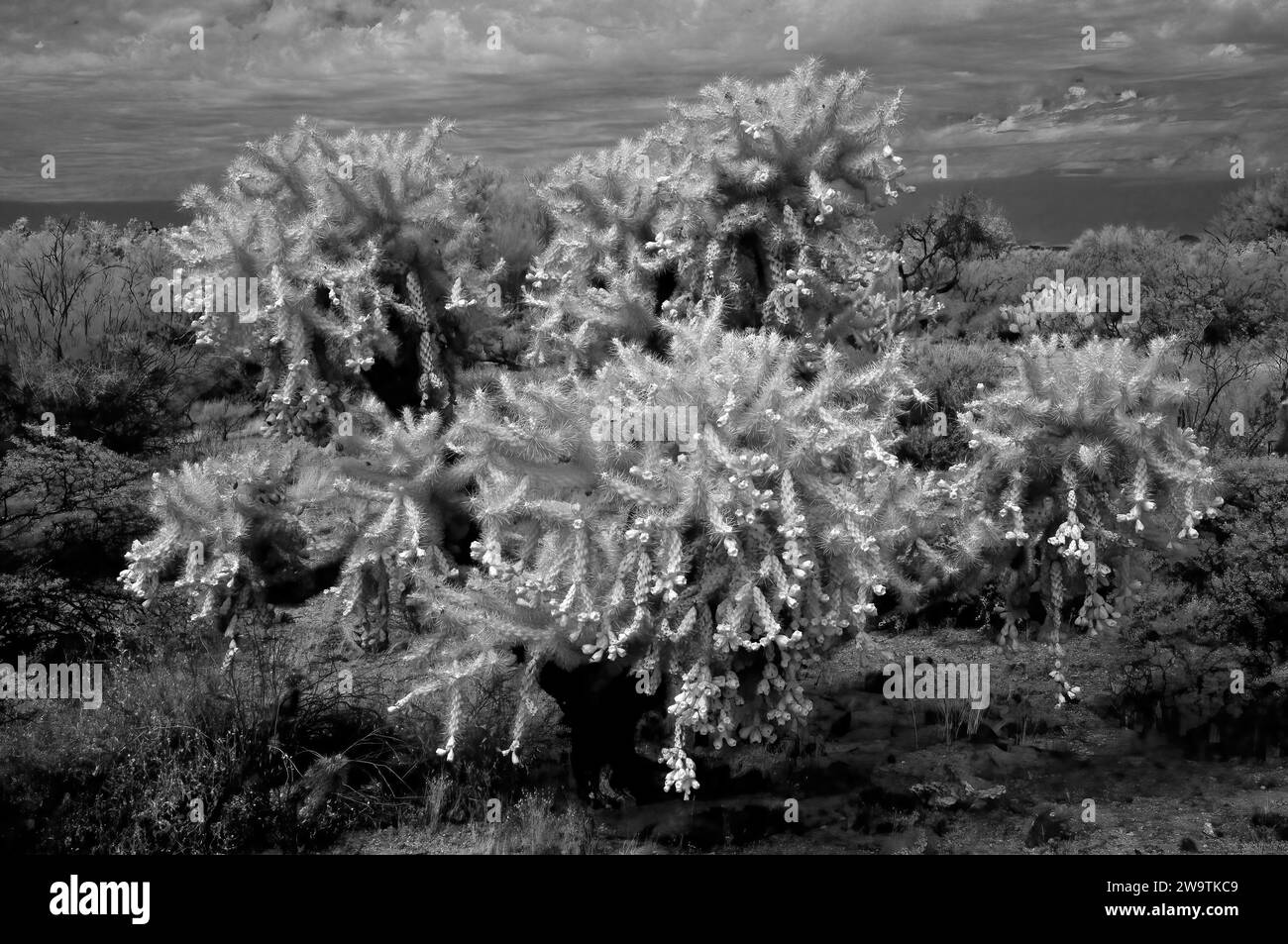 Cholla cactus infrared Sonora desert mid summer Stock Photo