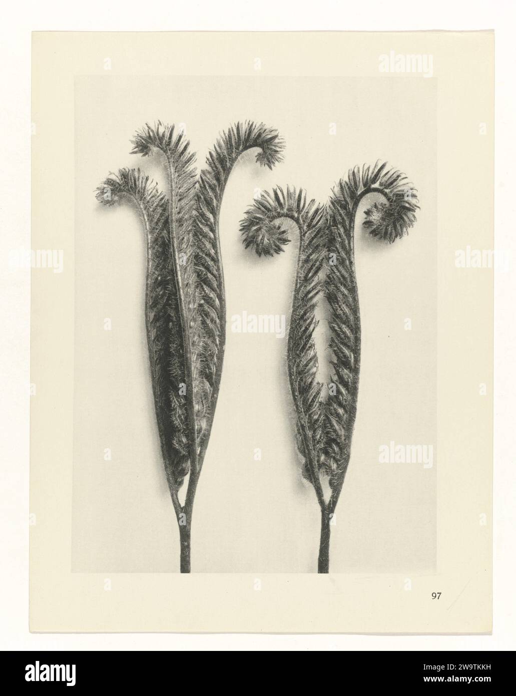 Plant Study, 1928 photograph Fach enlargement. Afkomstig uit losblady uitgave. Berlin paper. ink  plants (in general) Stock Photo