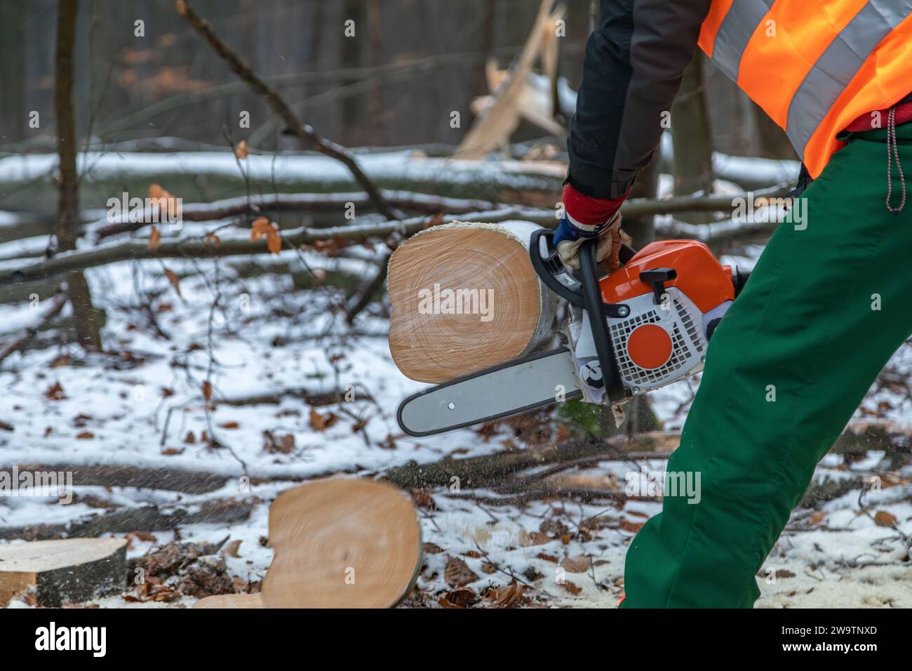 man with safety vest and chainsaw cuts beech trunk Stock Photo Alamy
