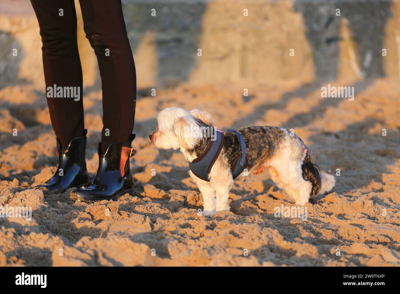 little poodle mix stands in the sand next to his owner Stock Photo