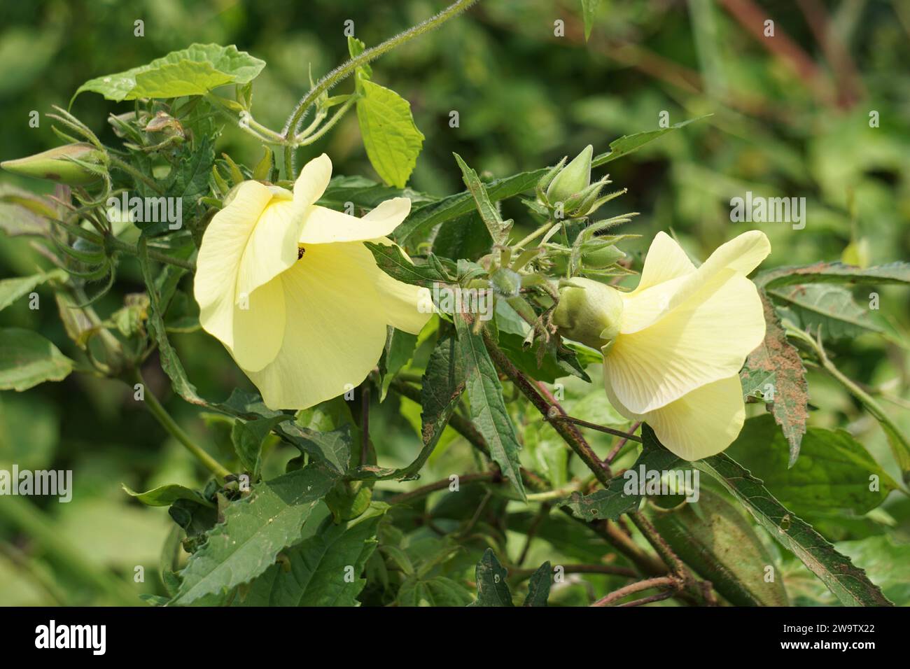 Abelmoschus moschatus. The plant has used in Ayurveda herbal medicine, including as an antispasmodi Stock Photo