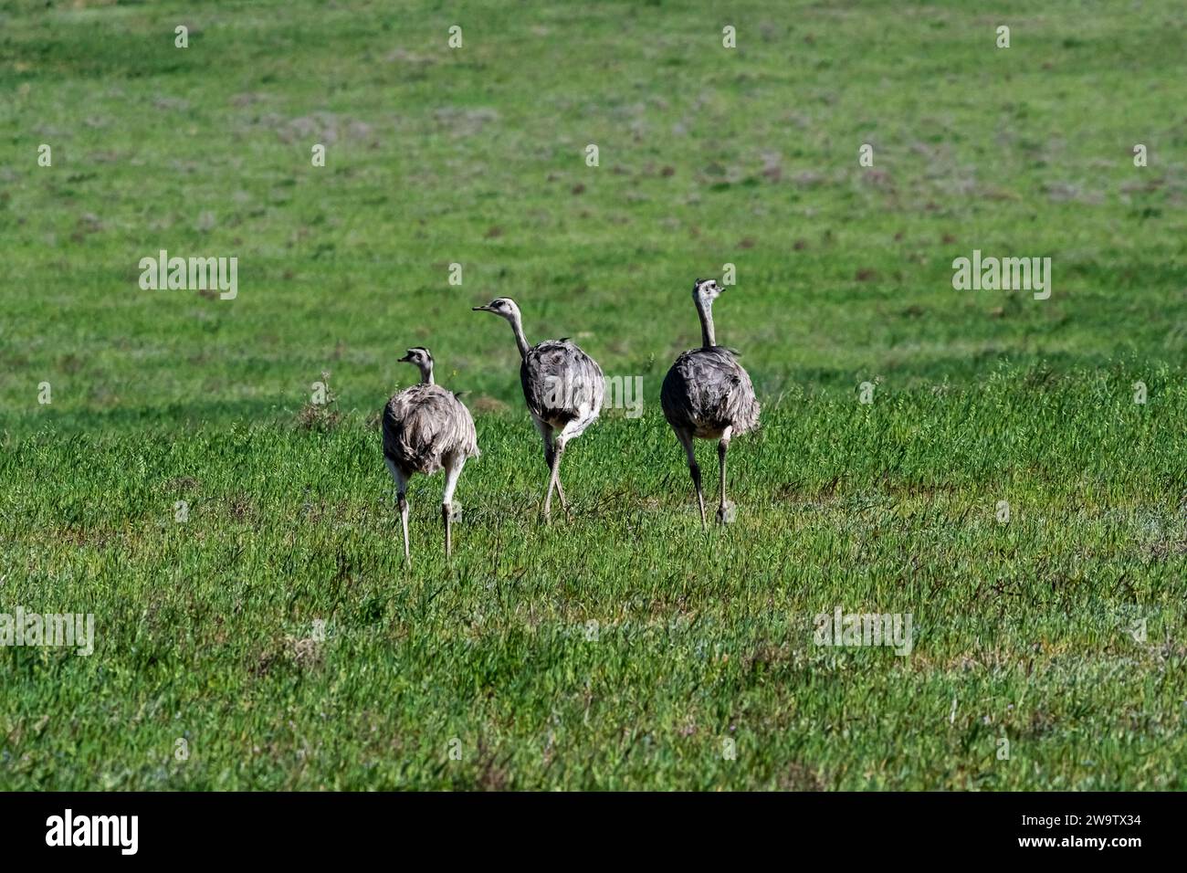 Greater Rhea, Rhea americana, in Pampas coutryside environment, La ...