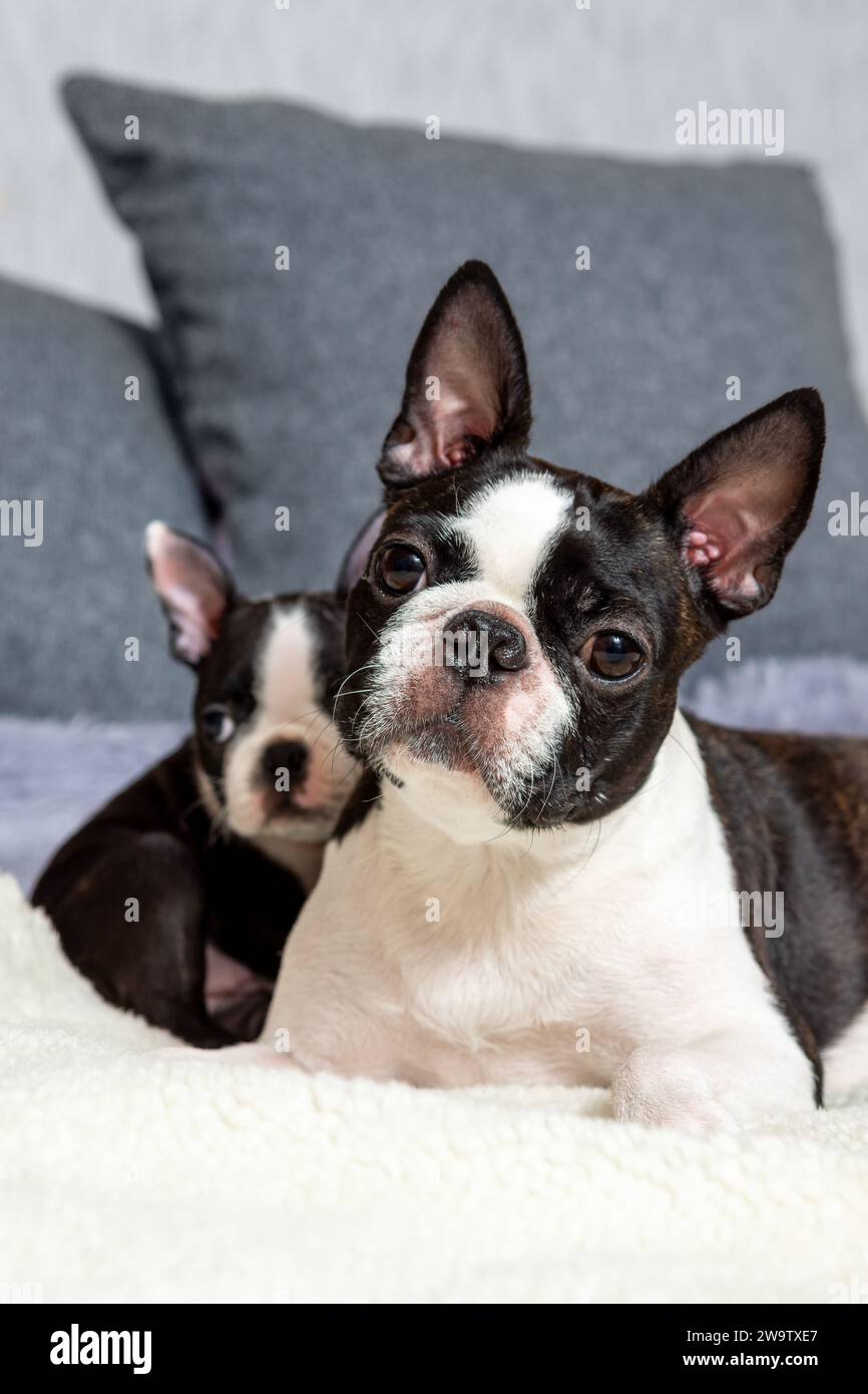 A cute little two-month-old Boston Terrier puppy is lying on the bed with his mom on the bed Stock Photo