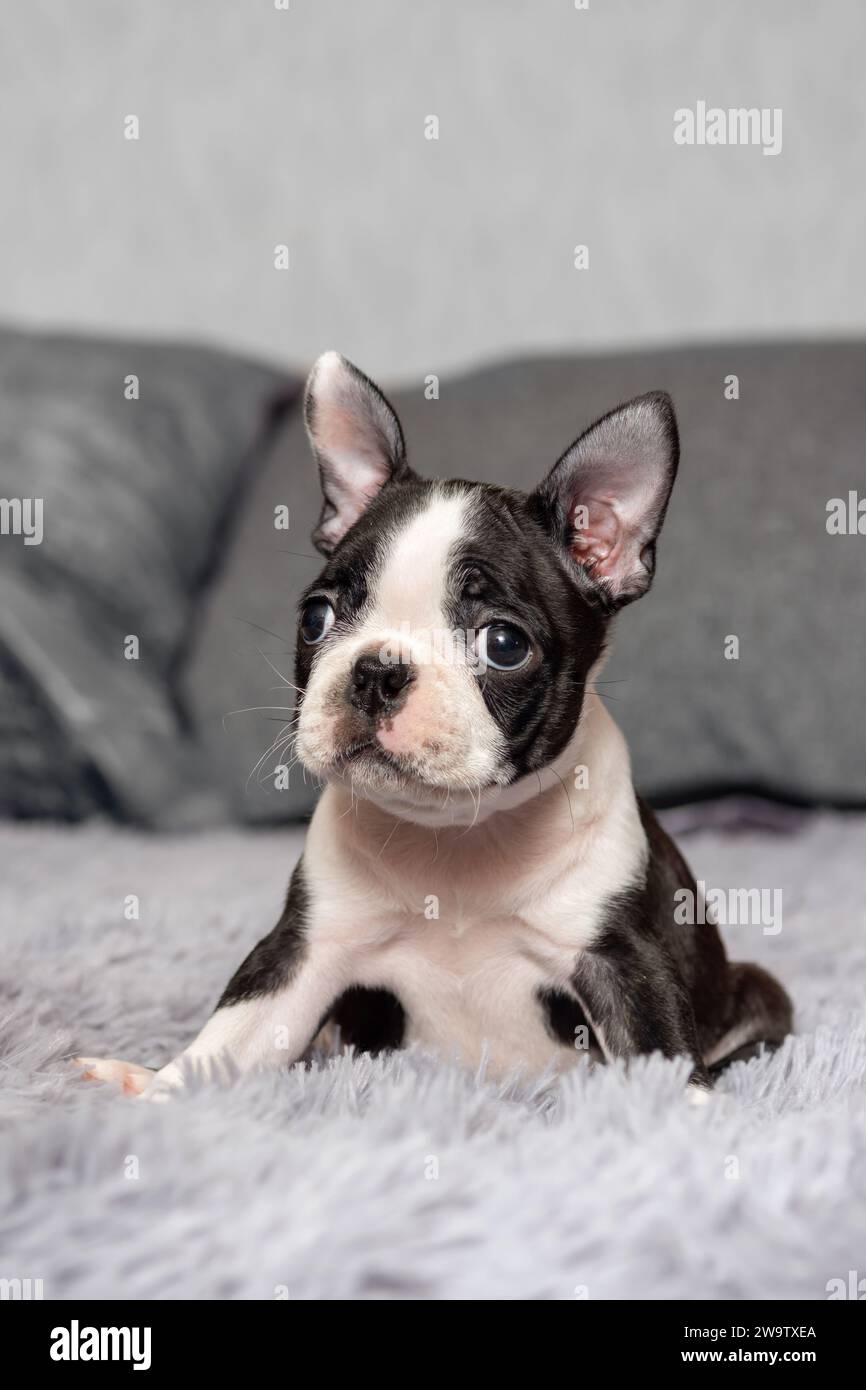 Portrait of a cute little two-month-old Boston Terrier puppy sitting on a bed Stock Photo