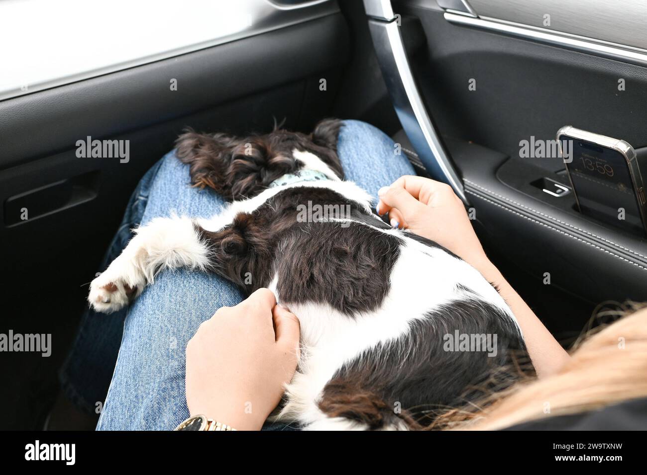 Transportation of dogs. The Cavalier King Charles Spaniel puppy sleeps on the car seat on its owner's lap Stock Photo