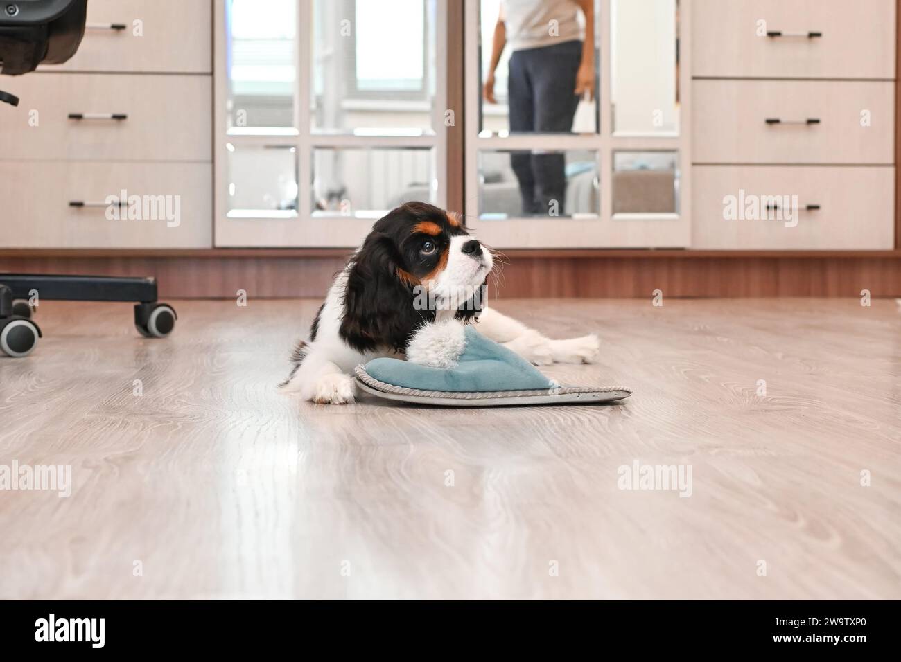 The owner is teaching a small Cavalier King Charles Spaniel puppy to behave at home. The adorable little dog is chewing on shoes as part of the obedie Stock Photo