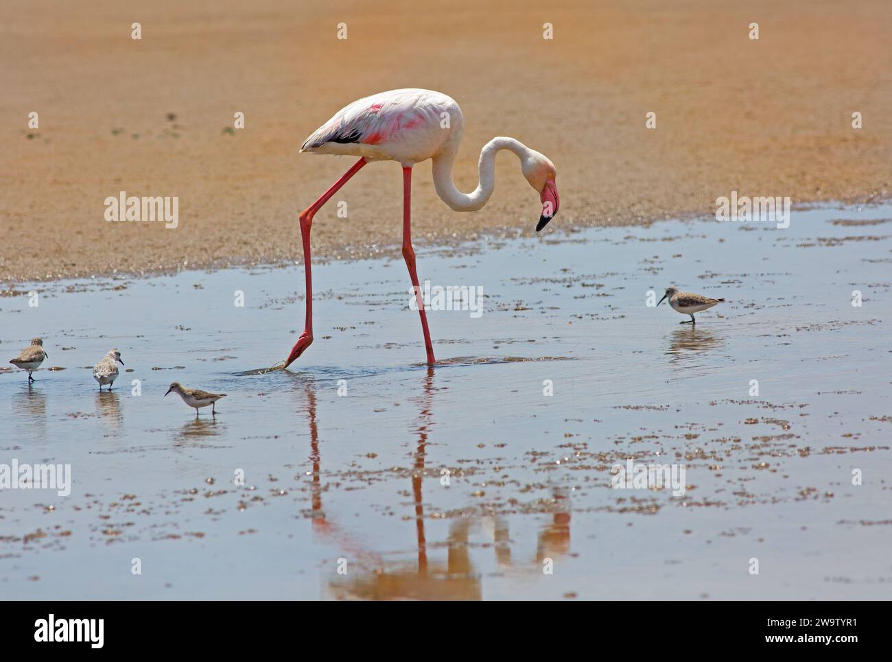 Greater Flamingo skimming the water for food, whie small water birds stay close by Stock Photo
