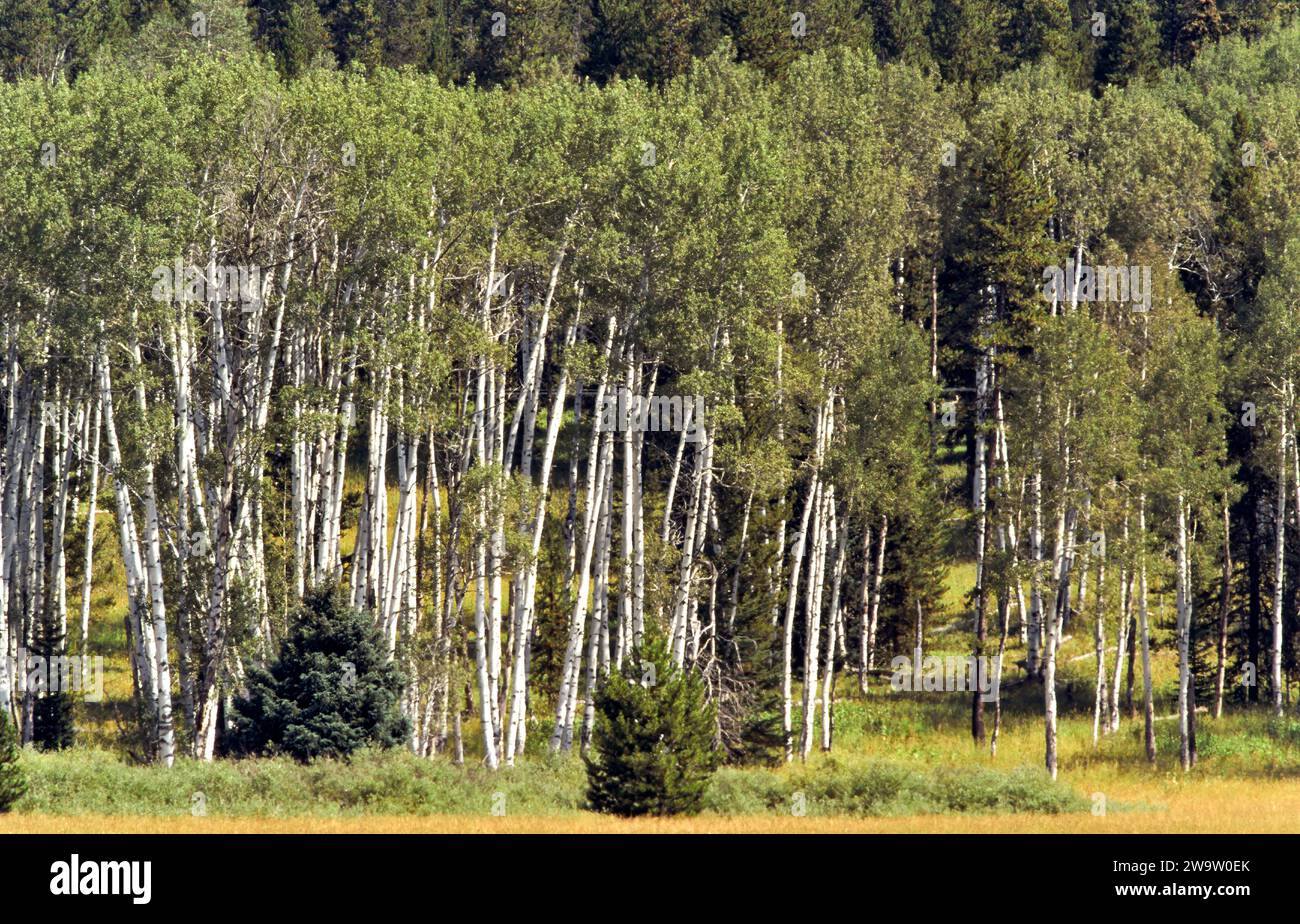 Quaking Aspen Trees Populus Tremuloides Montana USA Stock Photo Alamy Quaking Aspen Trees Populus Tremuloides Montana Usa 2W9W0EK
