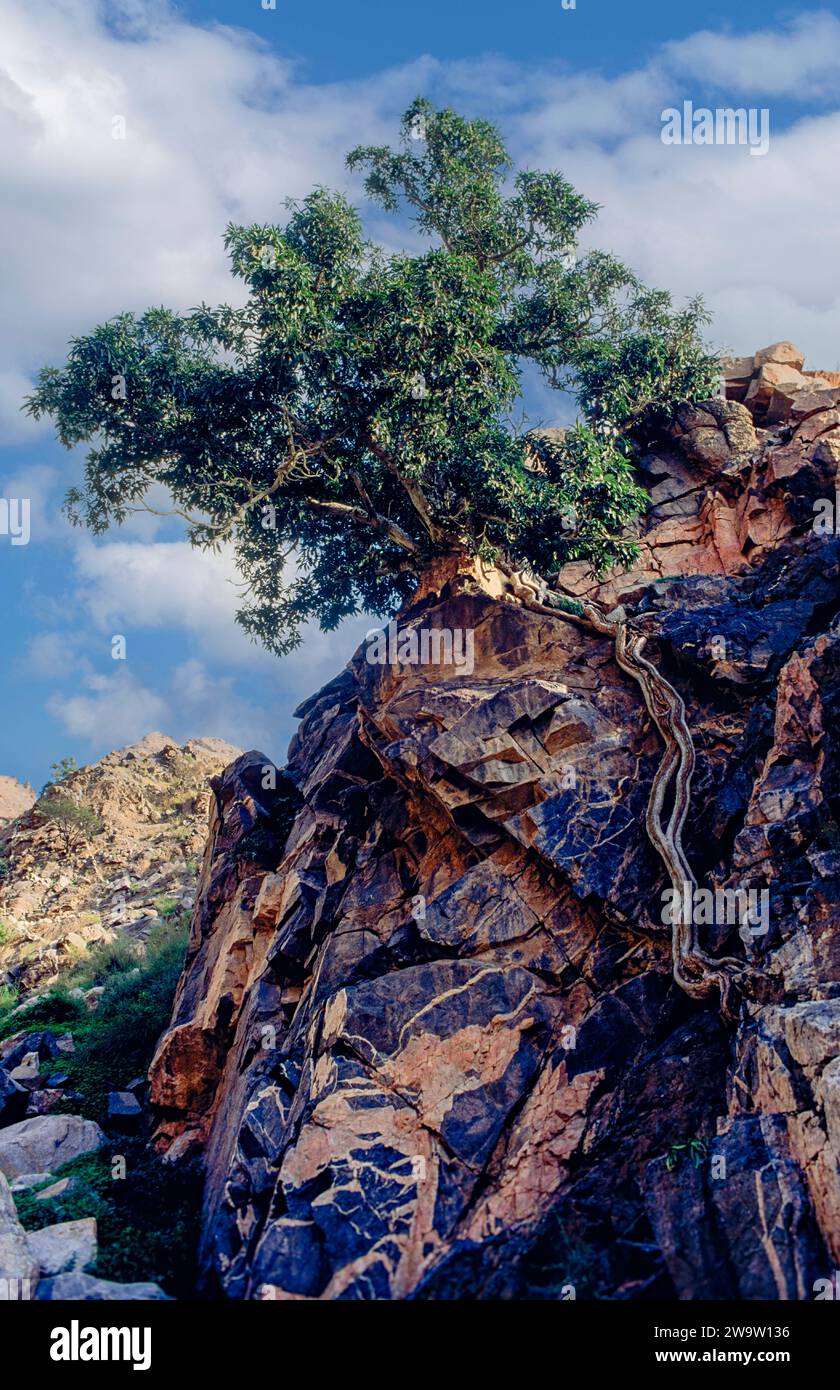 Growing in saudi arabia hi-res stock photography and images - Alamy