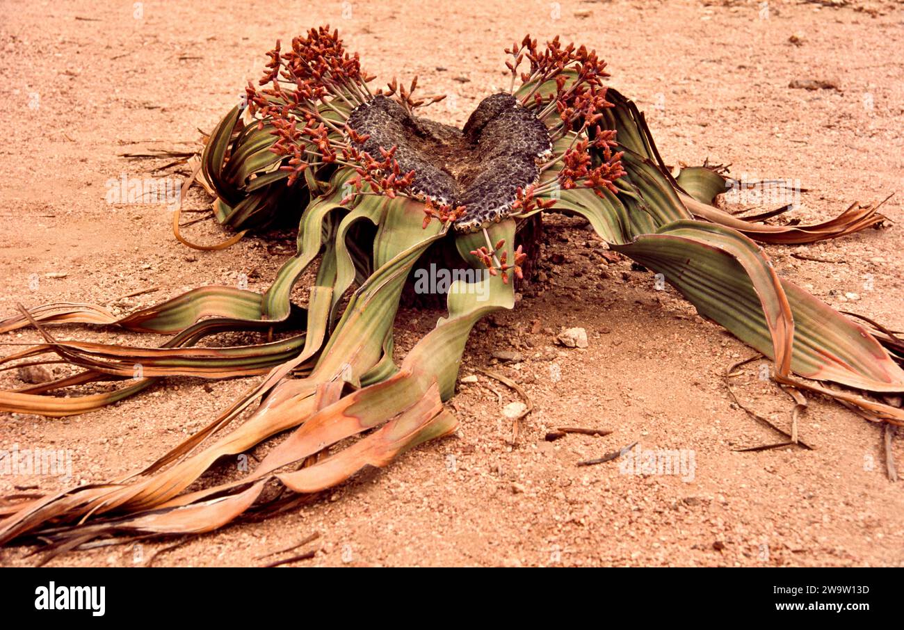 Welwitschia mirabilis male plant very old and endemic to the Namib Desert Stock Photo