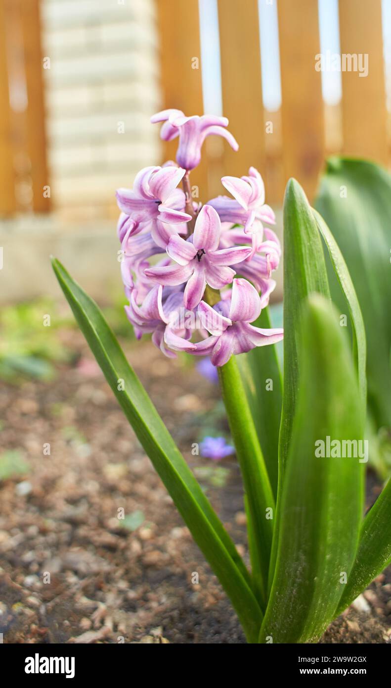 Blue hyacinth in the flower bed in the garden Stock Photo - Alamy