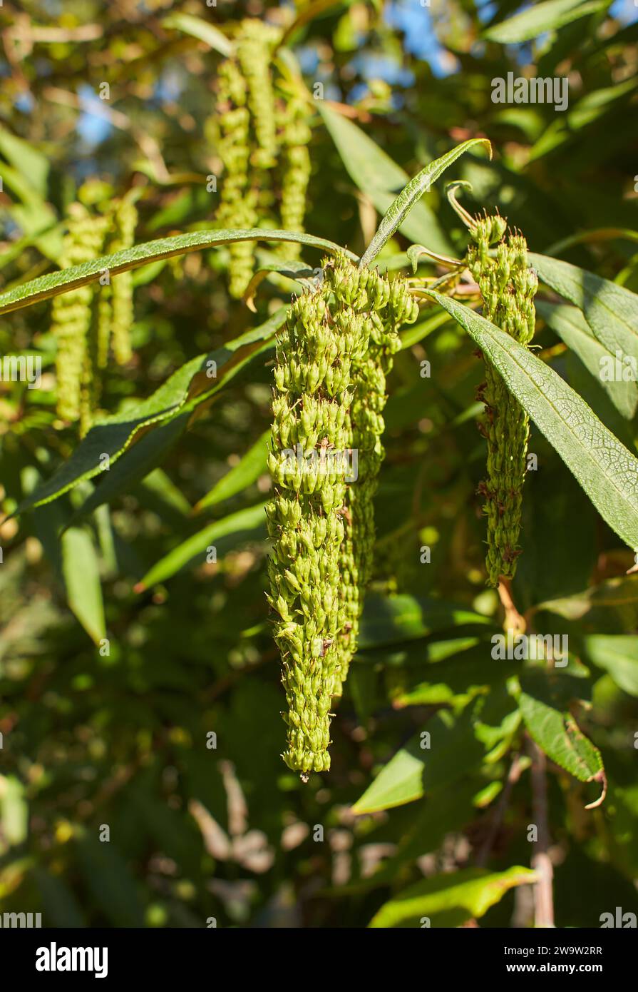 Green flowers of Buddleja asiatica (dog tail) in the garden. Summer and spring time Stock Photo