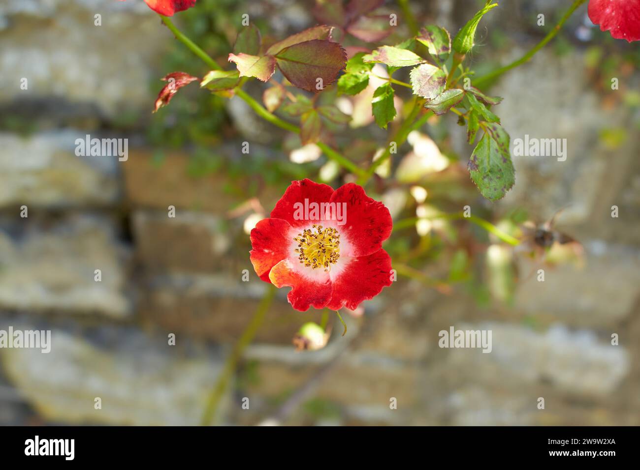 Red and green flowers of Dog-rose in the garden. Summer and spring time Stock Photo