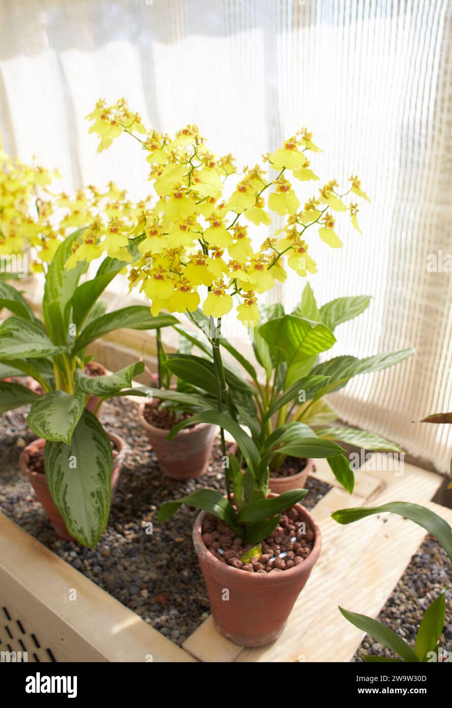 Yellow flowers of Phalaenopsis aphrodite, mini hibrid in the garden. Summer and spring time Stock Photo