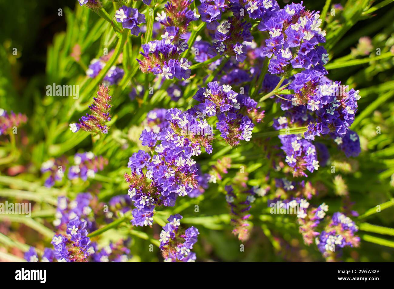 Blue flowers plumbaginaceae limonium sinuatum forever silver in the garden. Summer and spring time Stock Photo