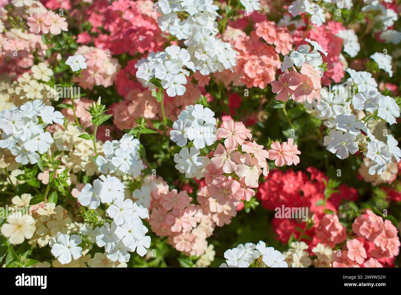 White, pink, red  and green flowers of Phlox Grandiflora Tapestry Mix in the garden. Summer and spring time Stock Photo