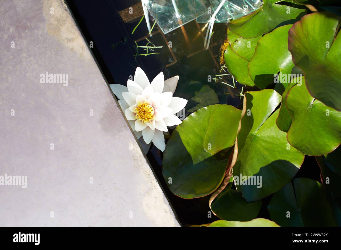 White flower of Lotus in the garden. Summer and spring time Stock Photo
