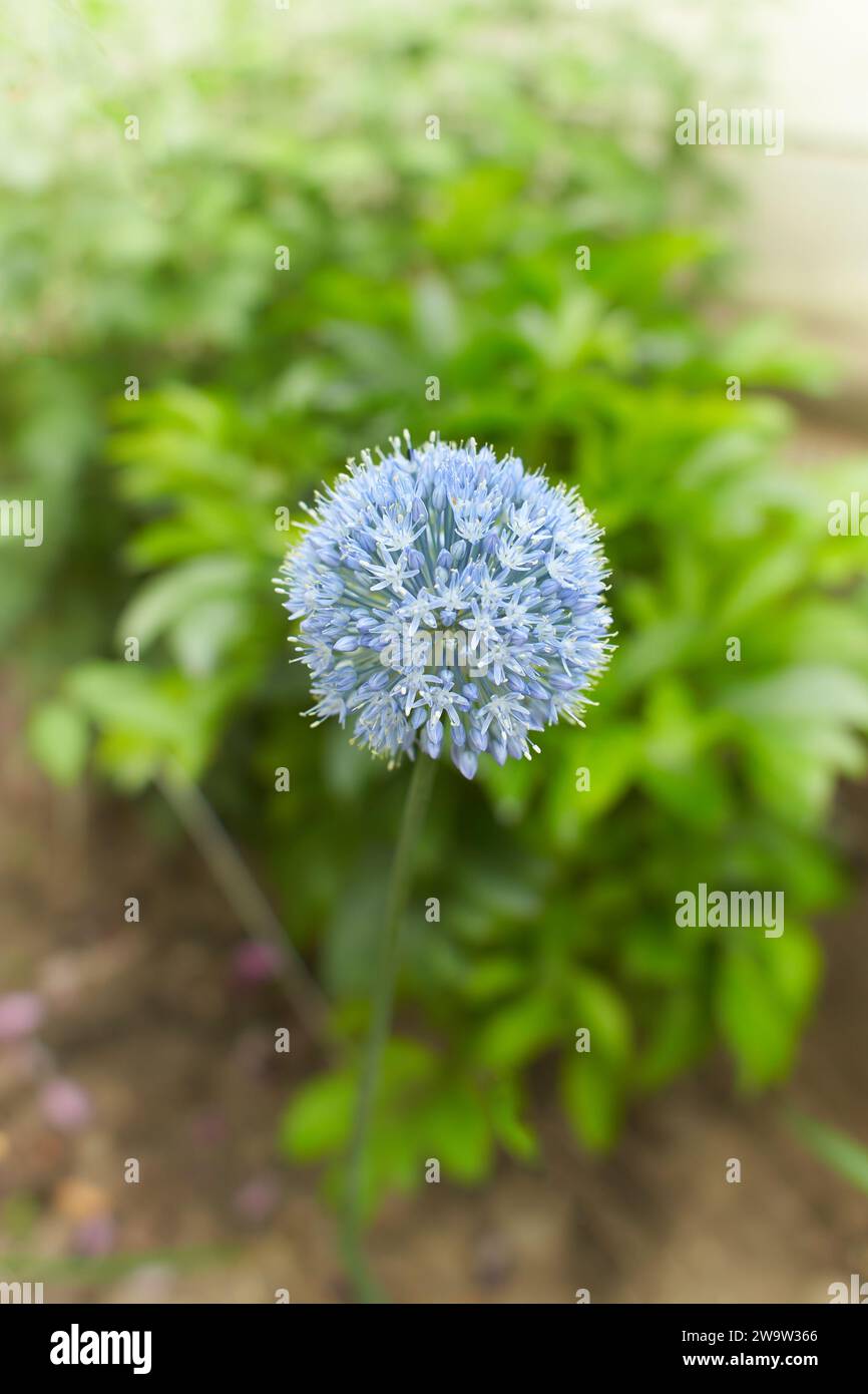 White flowers of Allium caeruleum in the garden. Summer and spring time. Stock Photo