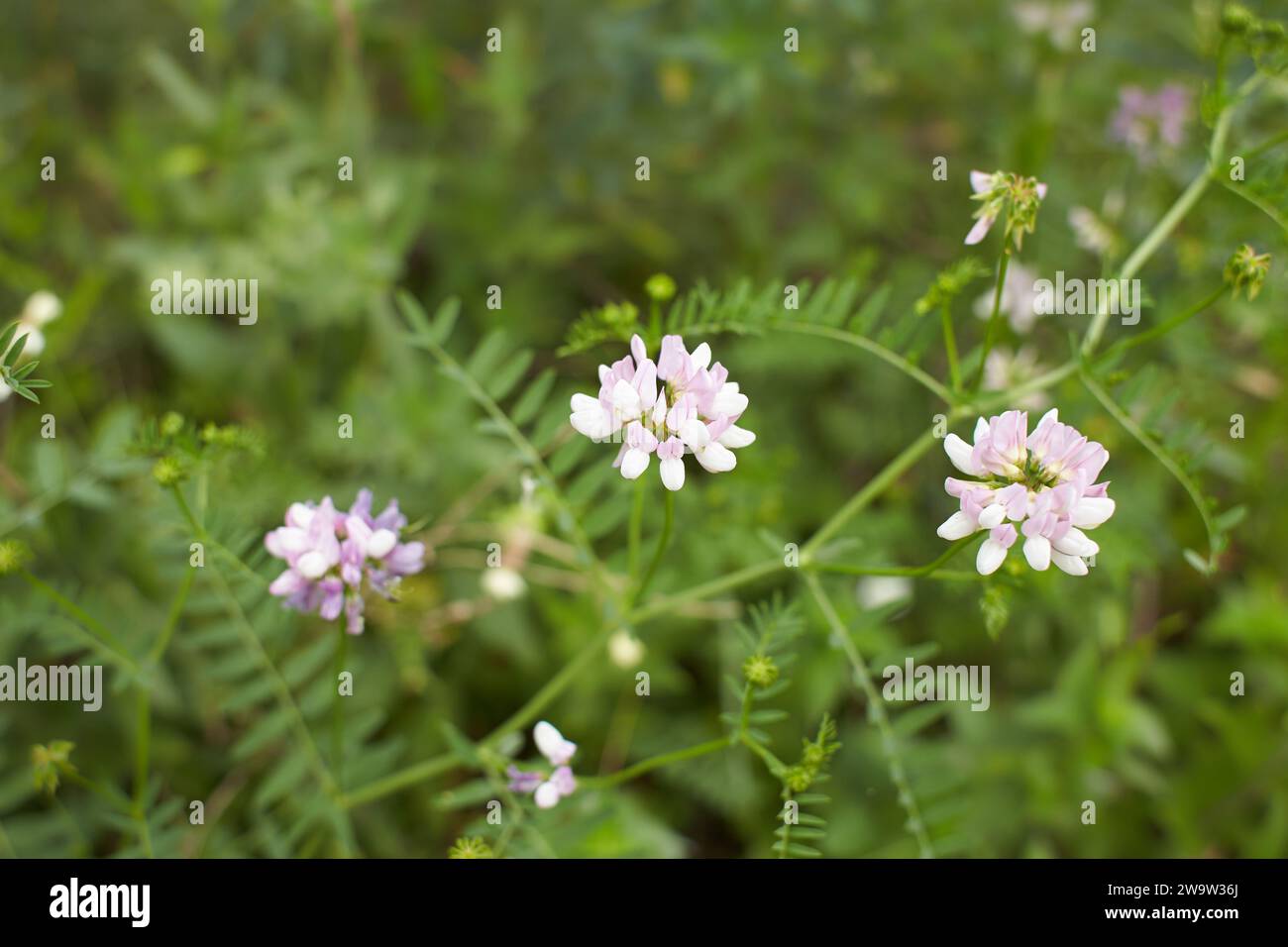White flowers of Crownvetch in the garden. Summer and spring time. Stock Photo