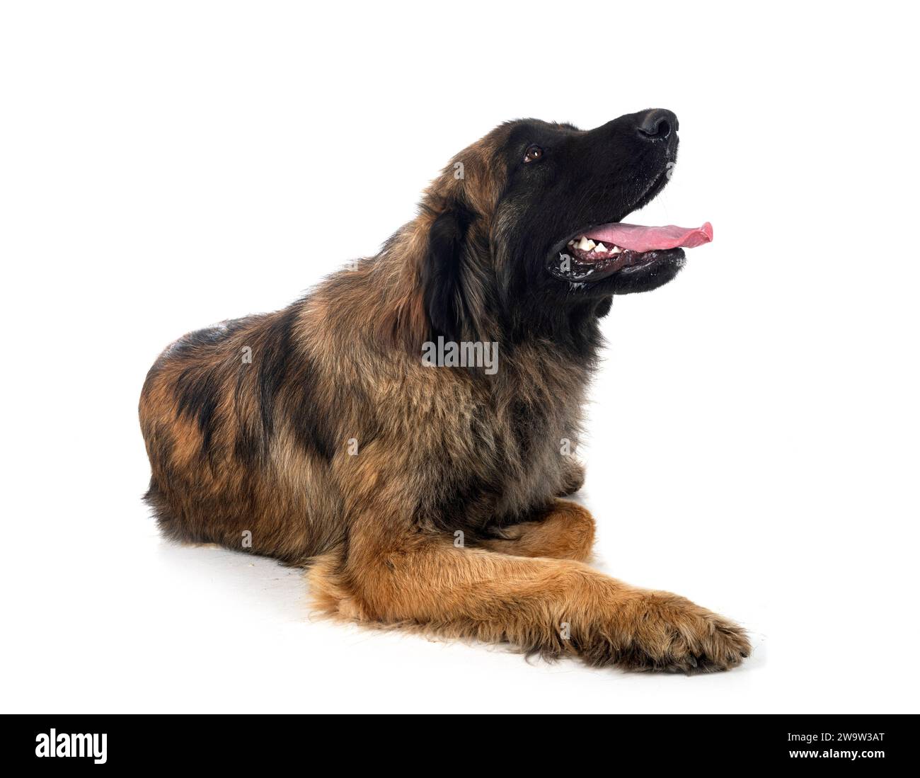 young, Leonberger in front of white background Stock Photo