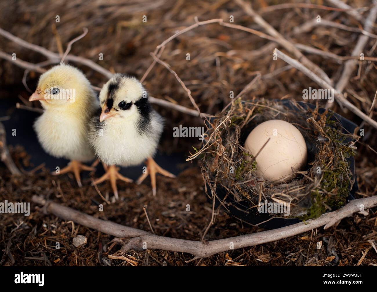 nest, egg and chick in front of dark background Stock Photo