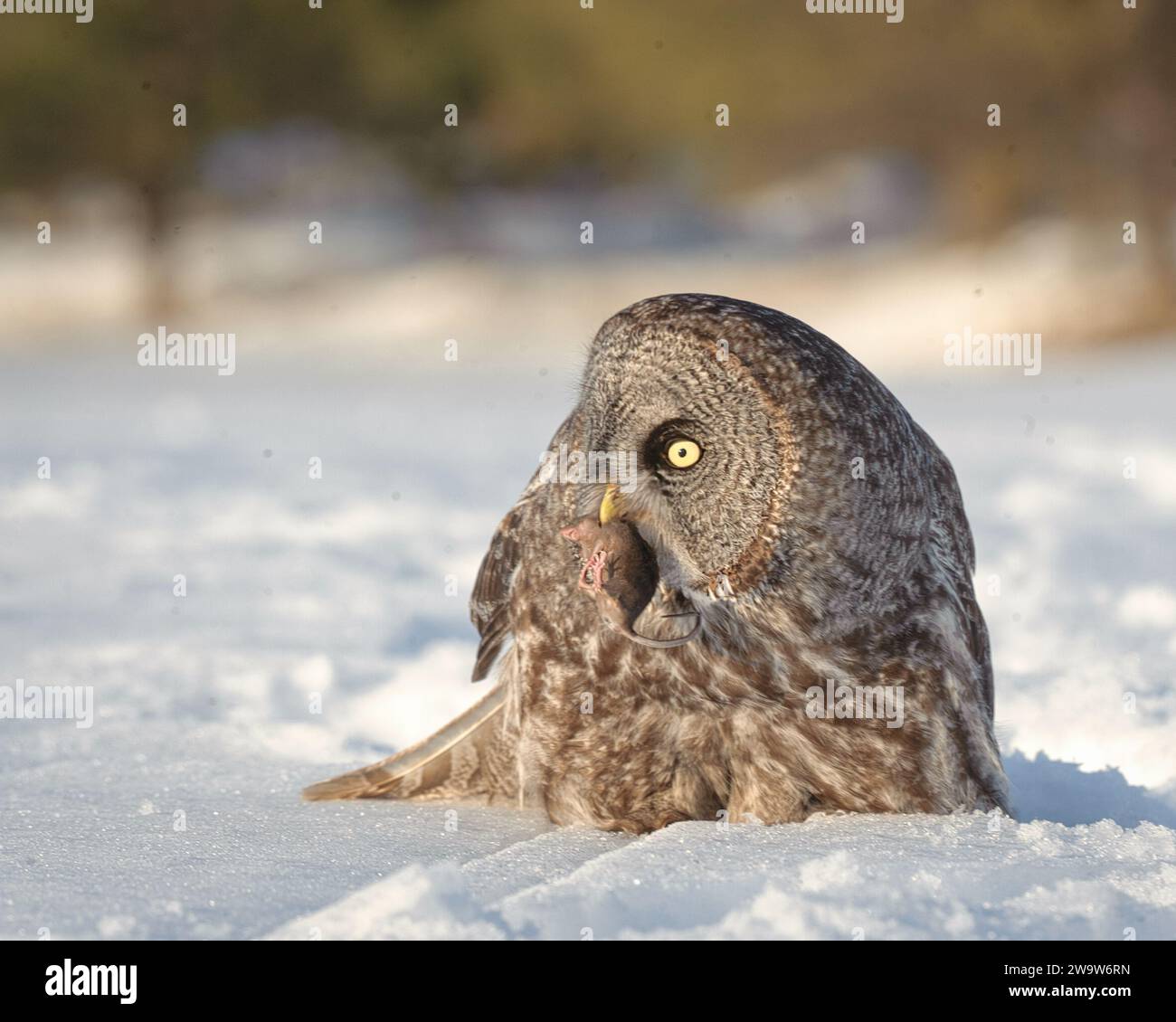 Great grey owl on the ground with a lemming in the beak Stock Photo