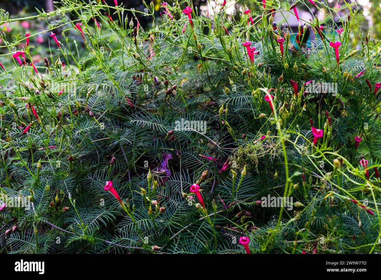 cypress vine, Ipomoea quamoclit is blooming. Selective focus. Stock Photo