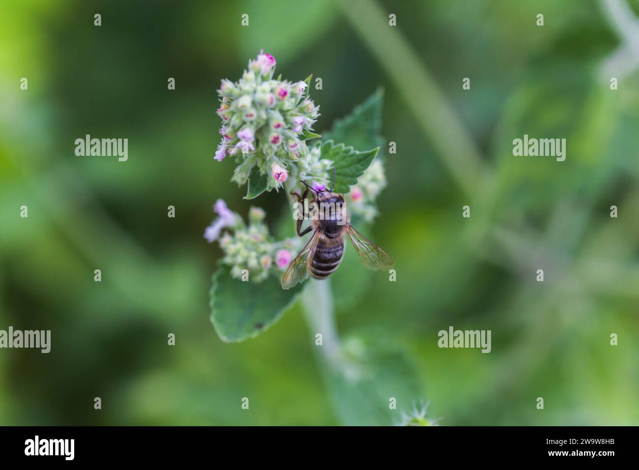 Lamium album, white nettle, white dead-nettle purple flowers. Honeybees collect nectar from the blooming Lamium album. Copy space Stock Photo