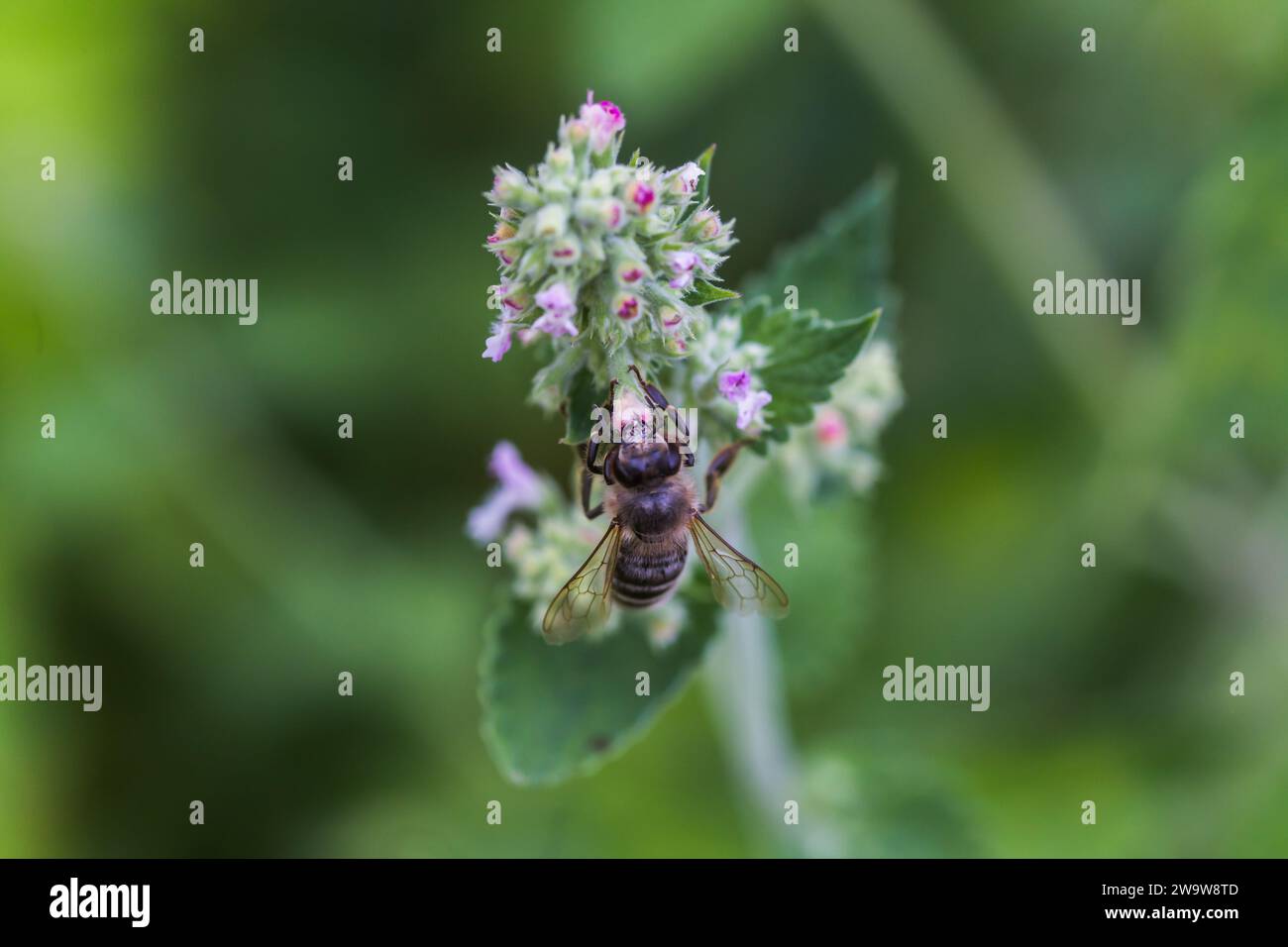Lamium album, white nettle, white dead-nettle purple flowers. Honeybees collect nectar from the blooming Lamium album. Copy space Stock Photo