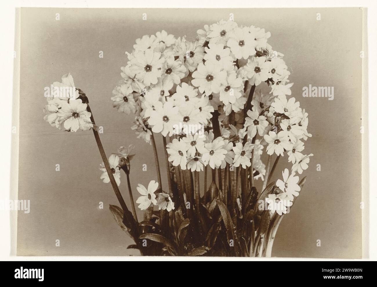 Primula rosea or primrose, c. 1900 - c. 1930 photograph  Netherlands photographic support Stock Photo