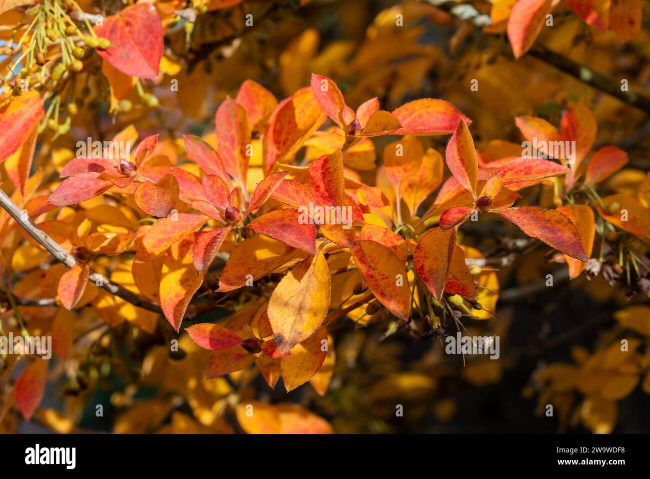 Corylopsis pauciflora a deciduous shrub plant with red leaves colour during the autumn fall, stock photo image Stock Photo
