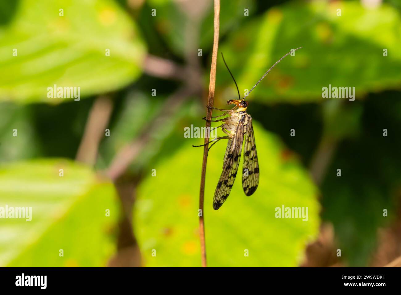 Common Scorpion Fly (Panorpa communis) an abundant harmless insect species found in the UK and Europe, stock photo image Stock Photo