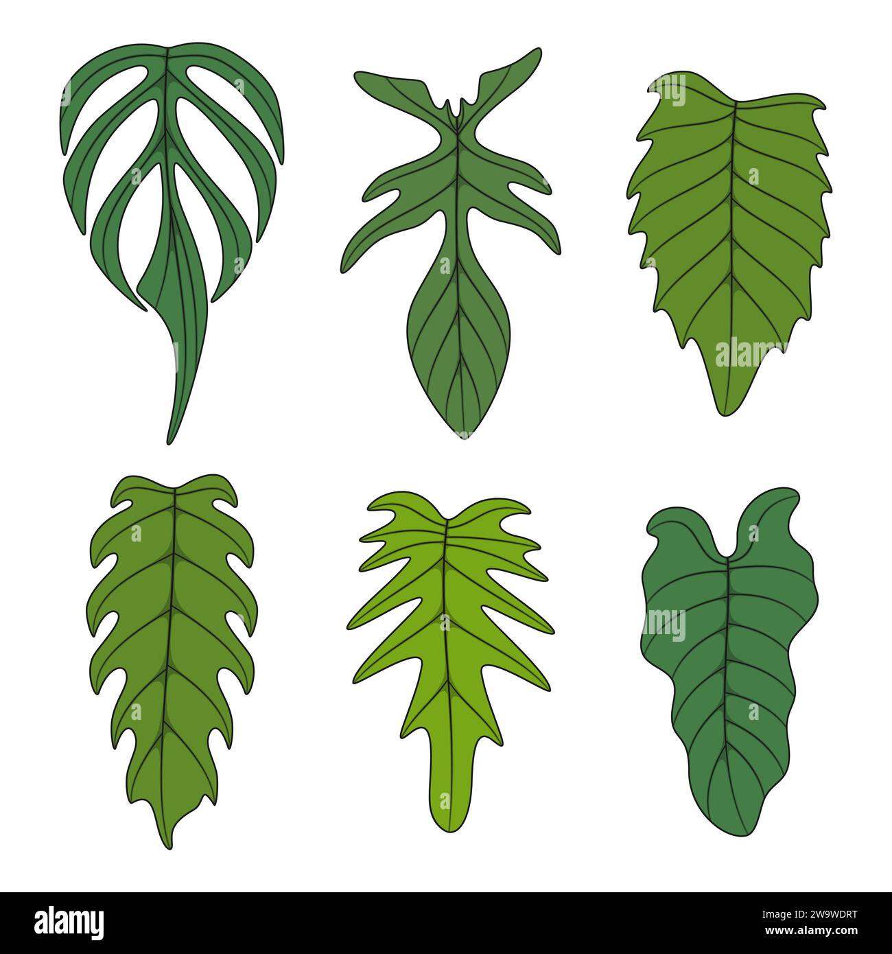 Set of color illustration with monstera creeper plant leaves. Isolated