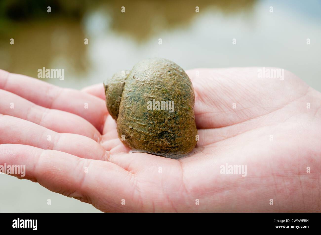 close-up view, apple snail, pomacea insularum, on hand. Ebro delta, Catalonia,. Spain Stock Photo