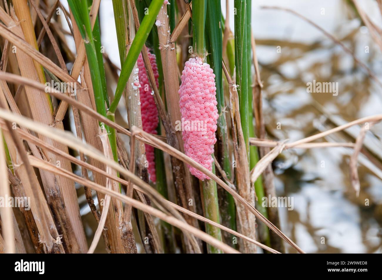 Apple snail eggs on a rice stem, pomacea insularum, Ebro Delta, Catalonia, Spain Stock Photo