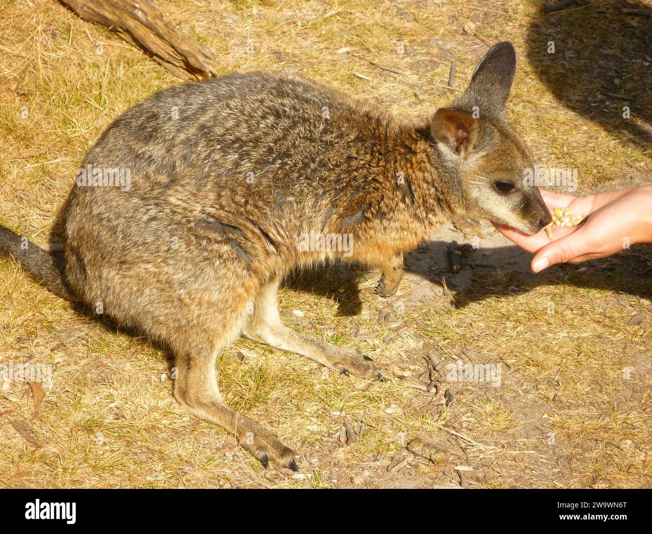 The red-necked wallaby or Bennett's wallaby (Notamacropus rufogriseus) is a macropod marsupial common in eastern Australia and including Tasmania Stock Photo