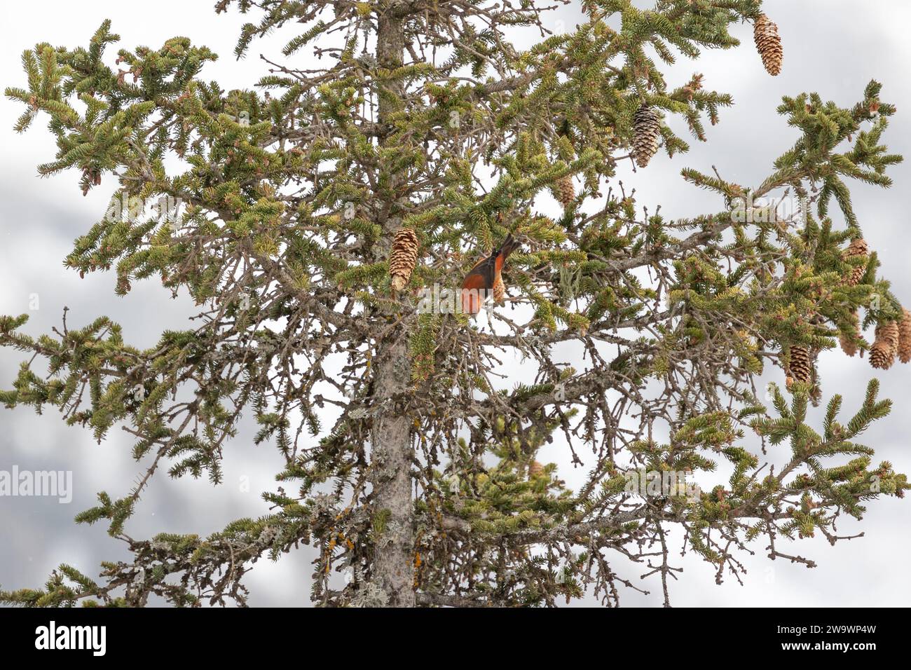 Red or common male crossbill (loxia curvirostra) feeding on a pine cone in the top of a conifer tree in the dolomite mountain region of Italy. Stock Photo