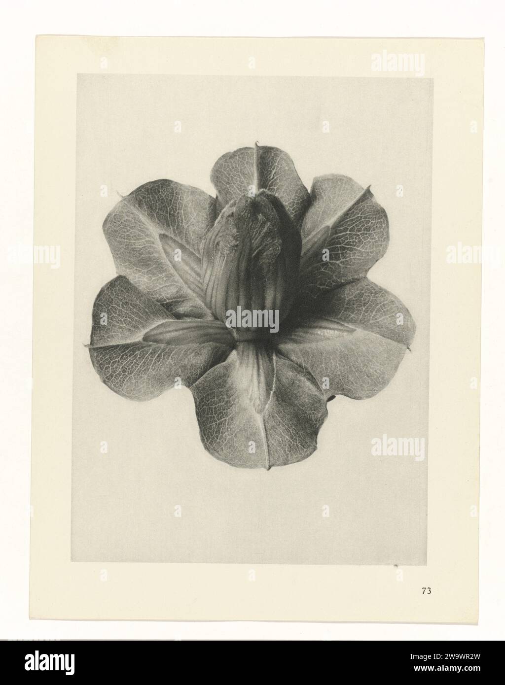 Plant Studies, 1928 photograph Fach enlargement. Afkomstig uit losblady uitgave. Berlin paper. ink  plants (in general) Stock Photo