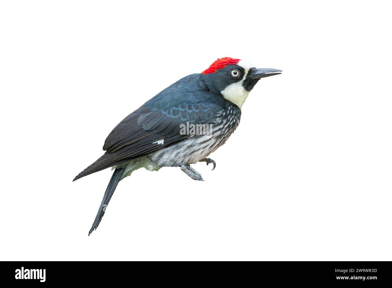 cut out photograph of acorn woodpecker, Melanerpes formicivorus, Costa Rica Stock Photo