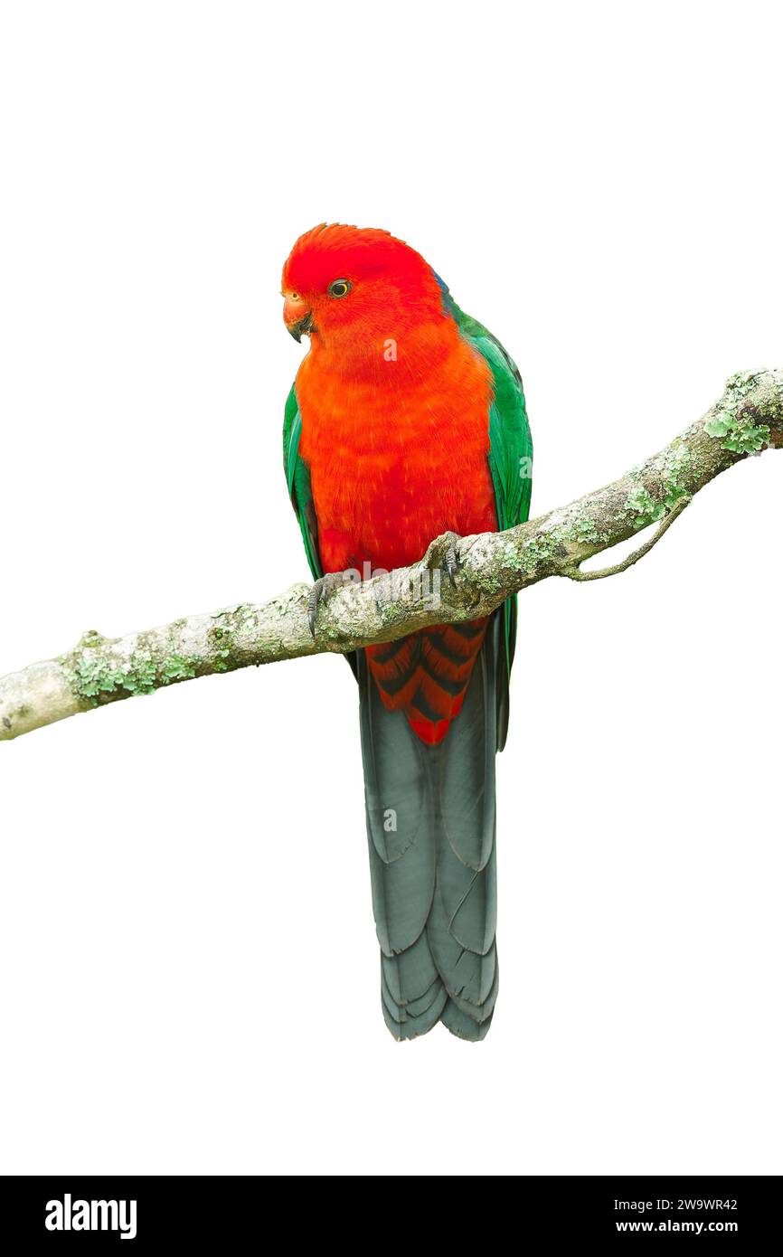 cut out photograph of male king parrot, Alisterus scapularis, Bunya mountains, Australia Stock Photo