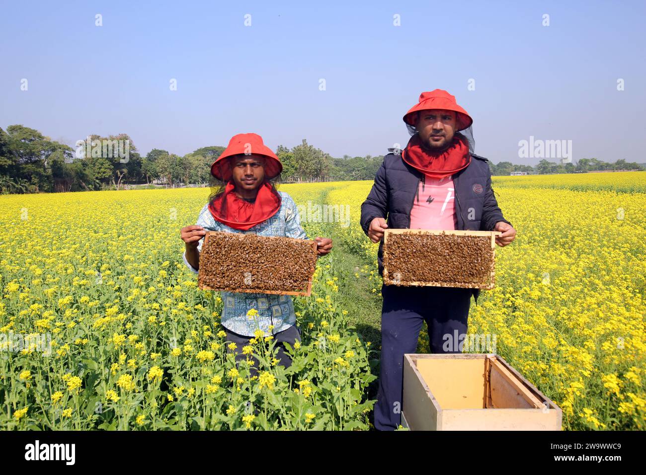 Dhaka, Bangladesh. 30th Dec, 2023. Beekeepers during collecting