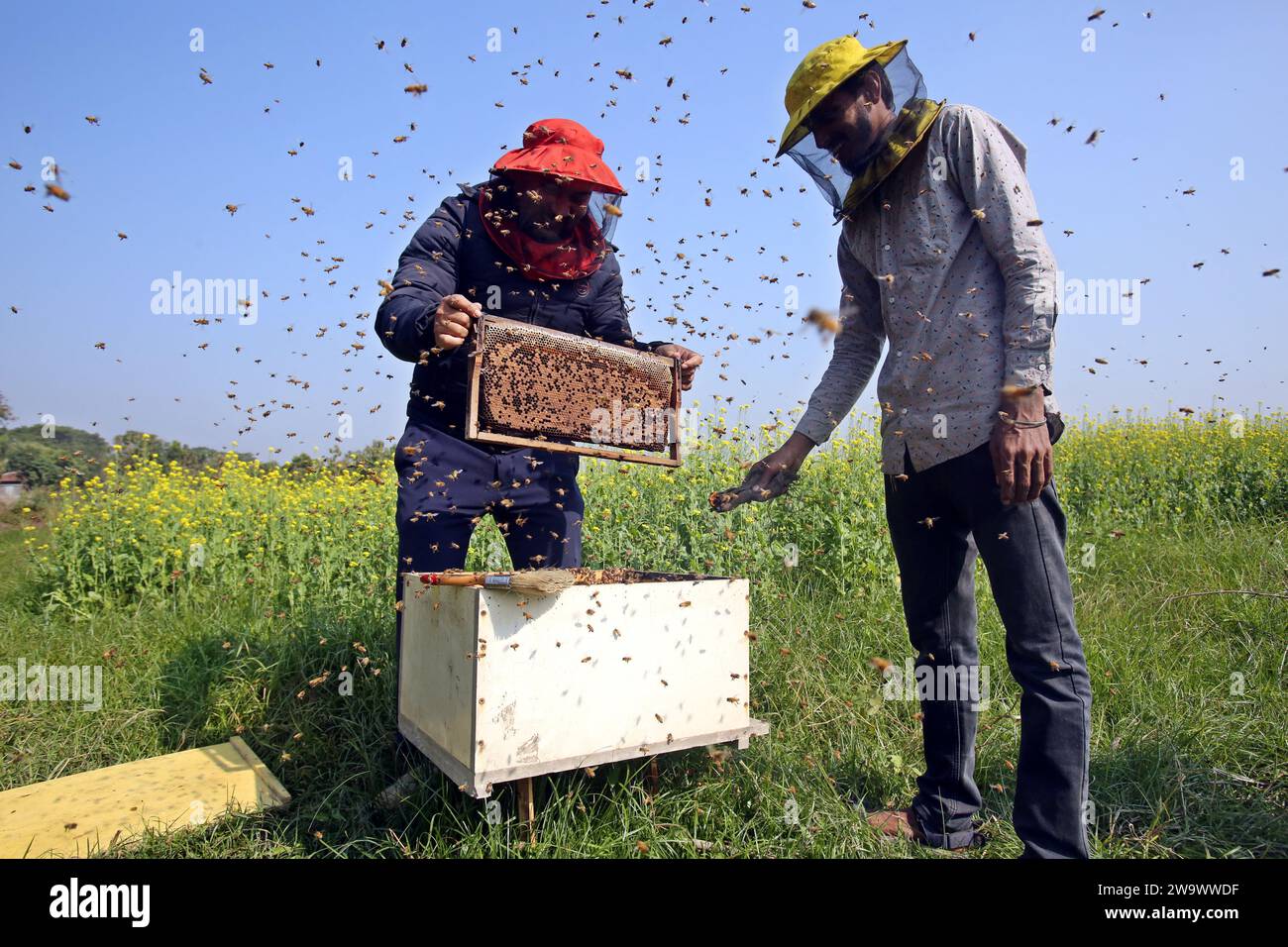 Dhaka, Bangladesh. 30th Dec, 2023. Beekeepers during collecting