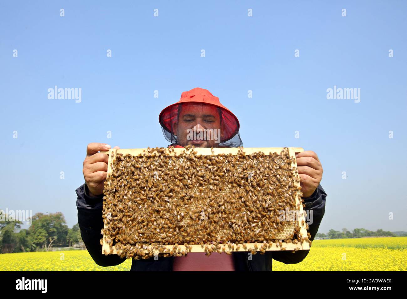 Dhaka, Bangladesh. 30th Dec, 2023. Beekeepers during collecting