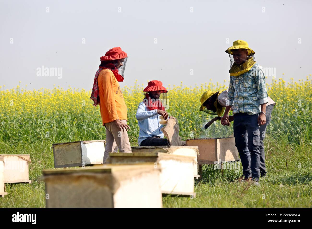 Dhaka, Bangladesh. 30th Dec, 2023. Beekeepers during collecting