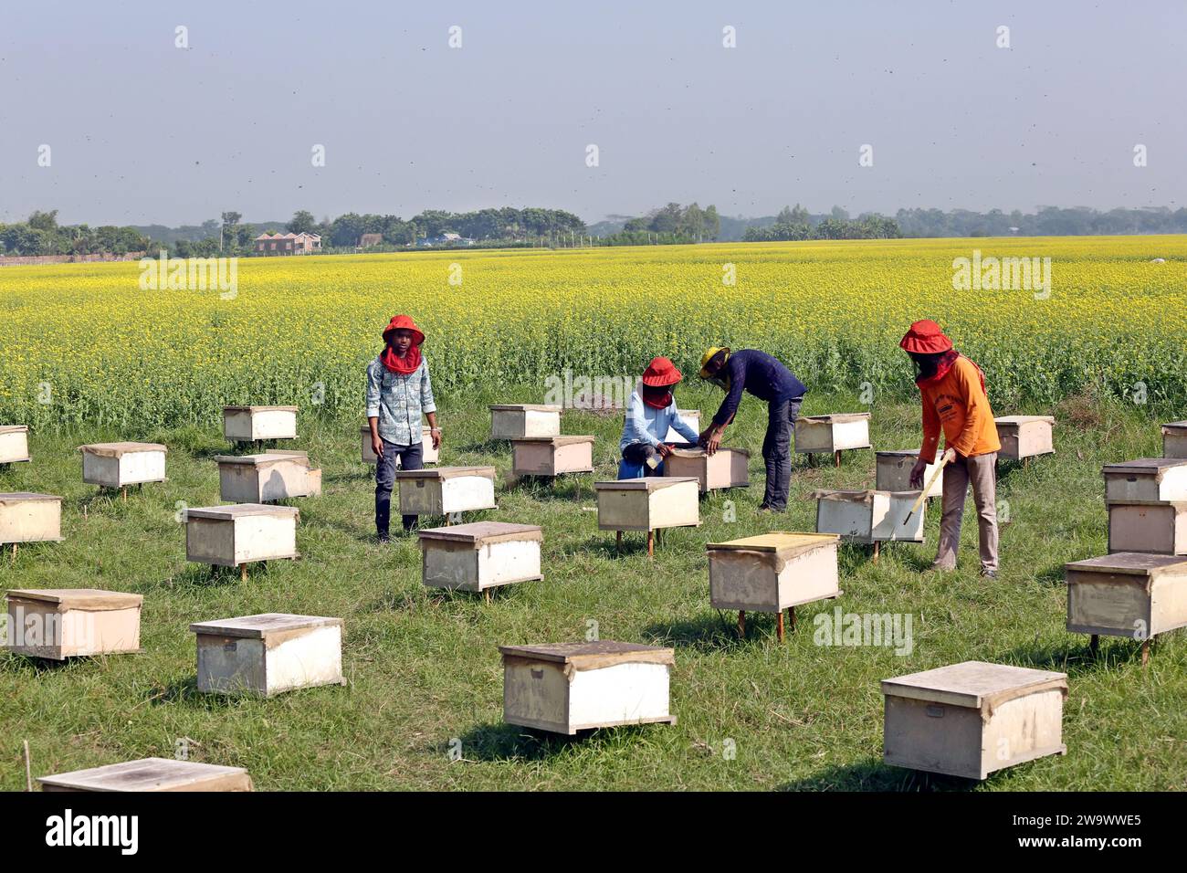 Dhaka, Bangladesh. 30th Dec, 2023. Beekeepers during collecting