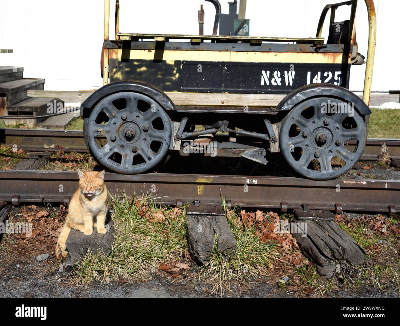 A feral cat at a display of vintage Norfolk & Western Railway equipment